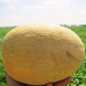 Насіння Диня Амал F1 (1 г) рання, For Hobby, TM GL Seeds RS-00920 фото 1