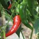 Перець гострий Pepperoncini italy насіння (5 шт) Пепперончіні червоний до 500&nbsp;SHU RS-02175 фото 2