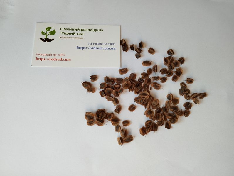 Ревінь насіння 1 грам (прибл. 70 шт) (Rheum rhabarbarum) ранній RS-00298 фото