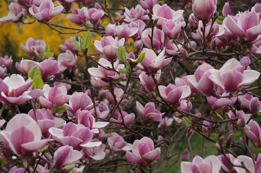 Магнолія Суланжа насіння (10 шт) (Magnolia soulangeana) рожева морозостійка RS-00217 фото