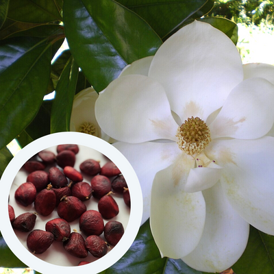 Магнолія грандіфлора насіння (5 шт) великоквіткова (Magnolia grandiflora) біла RS-01295 фото