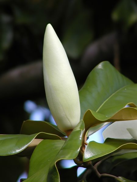 Магнолія грандіфлора насіння (5 шт) великоквіткова (Magnolia grandiflora) біла RS-01295 фото