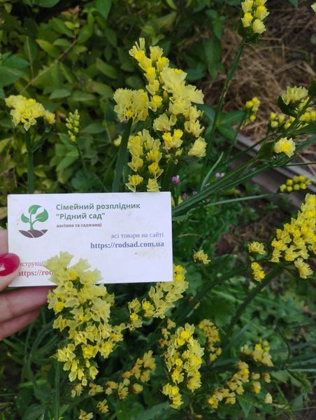 Статица (кермек) Суприм Голден семена (0,1 г) сухоцвет лимониум (Lim&oacute;nium sinu&aacute;tum), For Hobby, TM GL Seeds RS-01252 фото