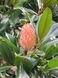 Магнолія грандіфлора насіння (5 шт) великоквіткова (Magnolia grandiflora) біла RS-01295 фото 6