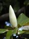 Магнолія грандіфлора насіння (5 шт) великоквіткова (Magnolia grandiflora) біла RS-01295 фото 4