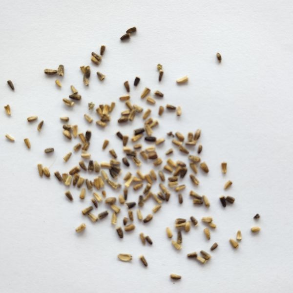 Цикорий семена 0,25 г (прибл 200 шт) (Cichorium intybus) RS-00836 фото