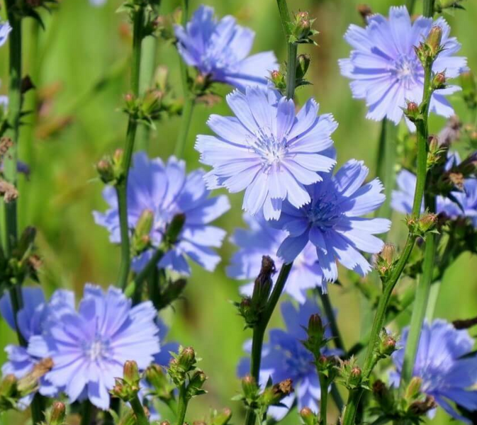 Цикорий семена 0,25 г (прибл 200 шт) (Cichorium intybus) RS-00836 фото