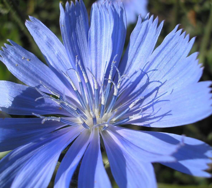 Цикорий семена 0,25 г (прибл 200 шт) (Cichorium intybus) RS-00836 фото