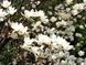 Магнолия обратнояйцевидная семена (10 шт) (Magnolia obovata) белая морозостойкая RS-00218 фото 3