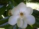 Магнолія грандіфлора насіння (5 шт) великоквіткова (Magnolia grandiflora) біла RS-01295 фото 5