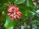 Магнолия грандифлора семена (5 шт) крупноцветковая (Magnolia grandiflora) белая RS-01295 фото 3