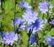 Цикорий семена 0,25 г (прибл 200 шт) (Cichorium intybus) RS-00836 фото 2