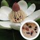 Магнолія оберненояйцевидна насіння (10 шт) (Magnolia obovata) біла морозостійка RS-00218 фото 1