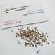 Цикорий семена 0,25 г (прибл 200 шт) (Cichorium intybus) RS-00836 фото 5