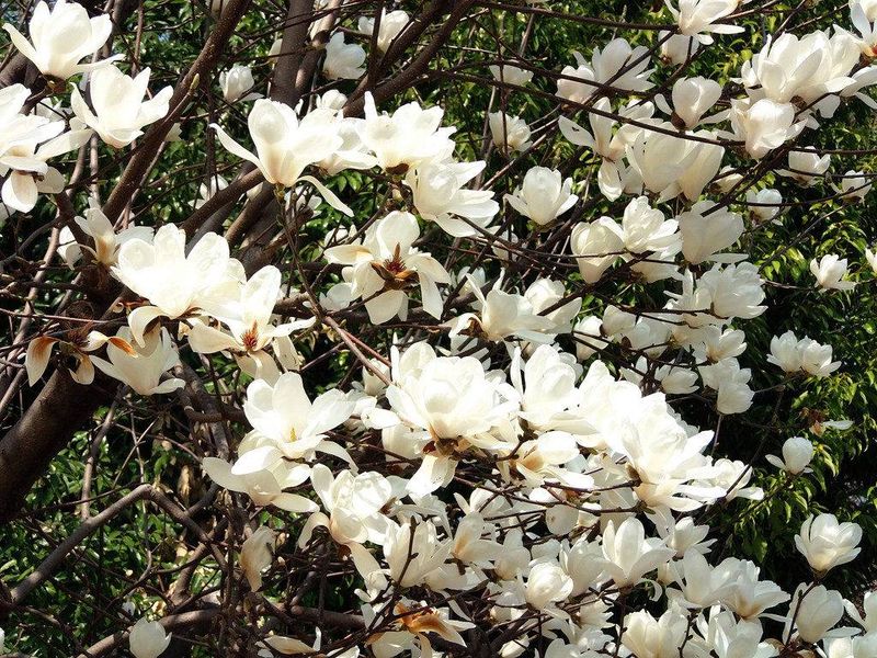 Магнолія оберненояйцевидна насіння (10 шт) (Magnolia obovata) біла морозостійка RS-00218 фото