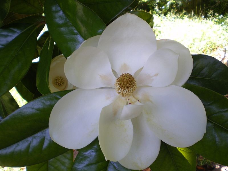 Магнолия грандифлора семена (5 шт) крупноцветковая (Magnolia grandiflora) белая RS-01295 фото