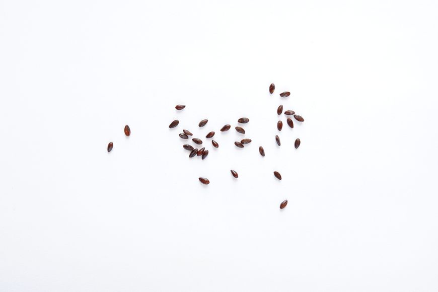 Облепиха сентябрьская семена 20 шт RS-00078 фото