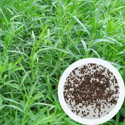 Естрагон тархун насіння 0,2 гр. (прибл. 2000 штук) (Artemisia dracunculus) драконяча полинь RS-01307 фото
