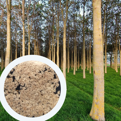 Павловнія Pao Tong Z07 насіння (50 шт) Пао Тонг алюмінієве дерево paulownia швидкоростуча для деревини морозостійка RS-01296 фото