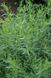 Эстрагон тархун семена 0,2 гр. (около 2000 штук) (Artemisia dracunculus) драконья полынь RS-01307 фото 2