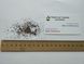 Эстрагон тархун семена 0,2 гр. (около 2000 штук) (Artemisia dracunculus) драконья полынь RS-01307 фото 6