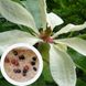 Магнолія трьохлепестна насіння (10 шт) американська (Magnolia tripetala) біла морозостійка RS-00219 фото 1