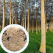 Павловнія Pao Tong Z07 насіння (50 шт) Пао Тонг алюмінієве дерево paulownia швидкоростуча для деревини морозостійка RS-01296 фото 1
