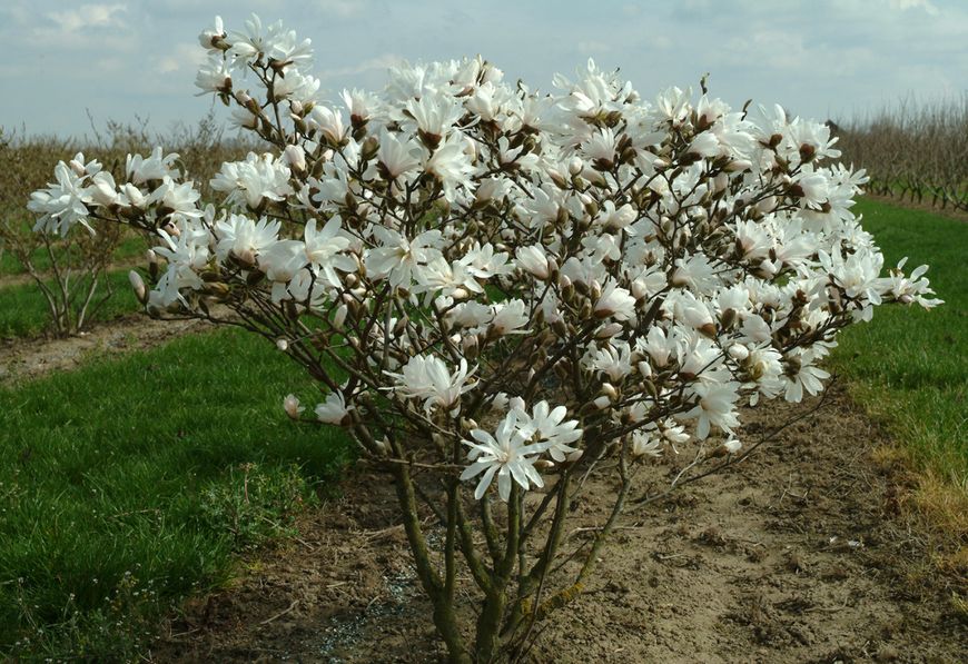 Магнолія трьохлепестна насіння (10 шт) американська (Magnolia tripetala) біла морозостійка RS-00219 фото