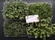 Набір для вирощування мікрозелені (26 врожаїв) RS-00532 фото 7