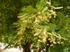Липа широколиста насіння (10 шт) крупнолистна (Tilia platyphyllos) медонос RS-01297 фото 3