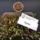 Набір для вирощування мікрозелені (26 врожаїв) RS-00532 фото 9