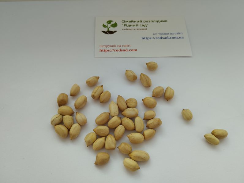 Арахіс сорт Аргентинський білий насіння (20 шт) земляний горіх для посадки RS-01003 фото