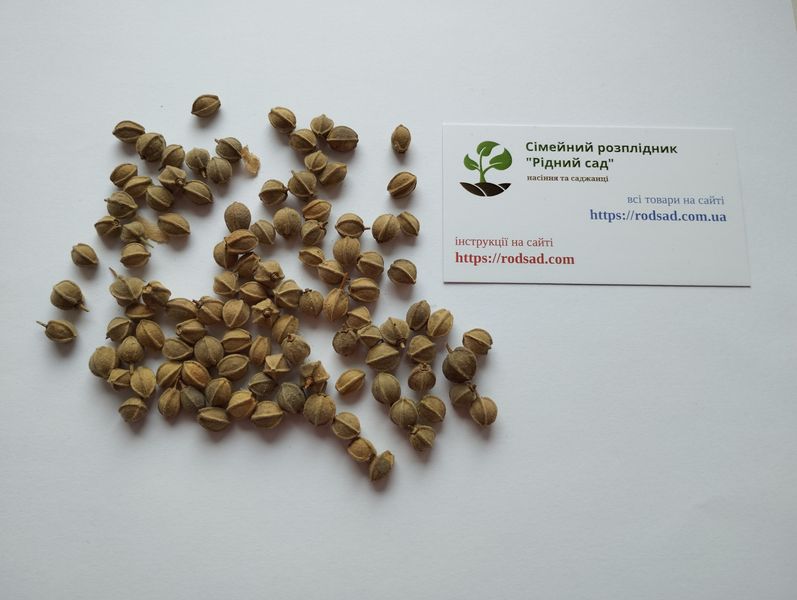 Липа крупнолистная семена (10 шт) широколиственная (Tilia platyphyllos) медонос RS-01297 фото