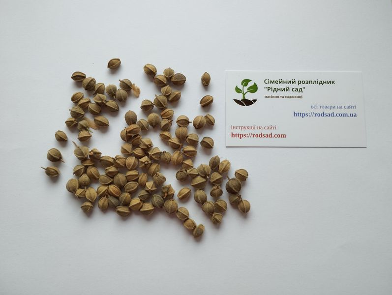 Липа широколиста насіння (10 шт) крупнолистна (Tilia platyphyllos) медонос RS-01297 фото