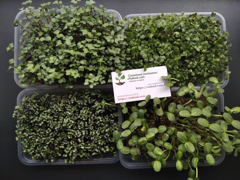Набір для вирощування мікрозелені (26 врожаїв) RS-00532 фото