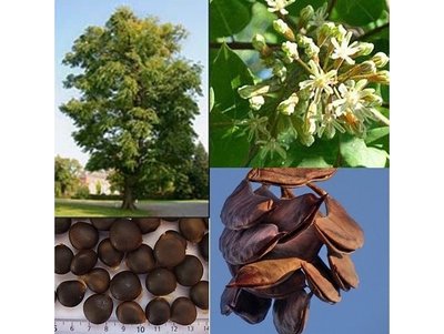 Бундук дводомний насіння (10 шт), канадський, кентукієве кавове дерево RS-00539 фото