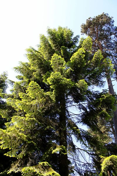 Ялиця велика насіння (50 шт) пихта велетенська (Abies grandis) RS-00087 фото