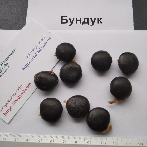 Бундук дводомний насіння (10 шт), канадський, кентукієве кавове дерево RS-00539 фото