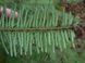 Ялиця велика насіння (50 шт) пихта велетенська (Abies grandis) RS-00087 фото 3
