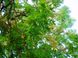 Бундук дводомний насіння (10 шт), канадський, кентукієве кавове дерево RS-00539 фото 2