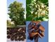 Бундук дводомний насіння (10 шт), канадський, кентукієве кавове дерево RS-00539 фото 1