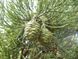 Секвойядендрон гигантский семена (50 шт) мамонтово дерево (Sequoiadendron giganteum) RS-00309 фото 2