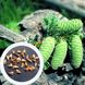 Ялиця велика насіння (50 шт) пихта велетенська (Abies grandis) RS-00087 фото 1