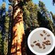 Секвойядендрон гігантський насіння (50 шт) мамонтове дерево (Sequoiadendron giganteum) RS-00309 фото 1