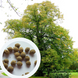 Липа європейська насіння (10 шт) звичайна серцелиста (Tilia europaea) медонос RS-01298 фото 1