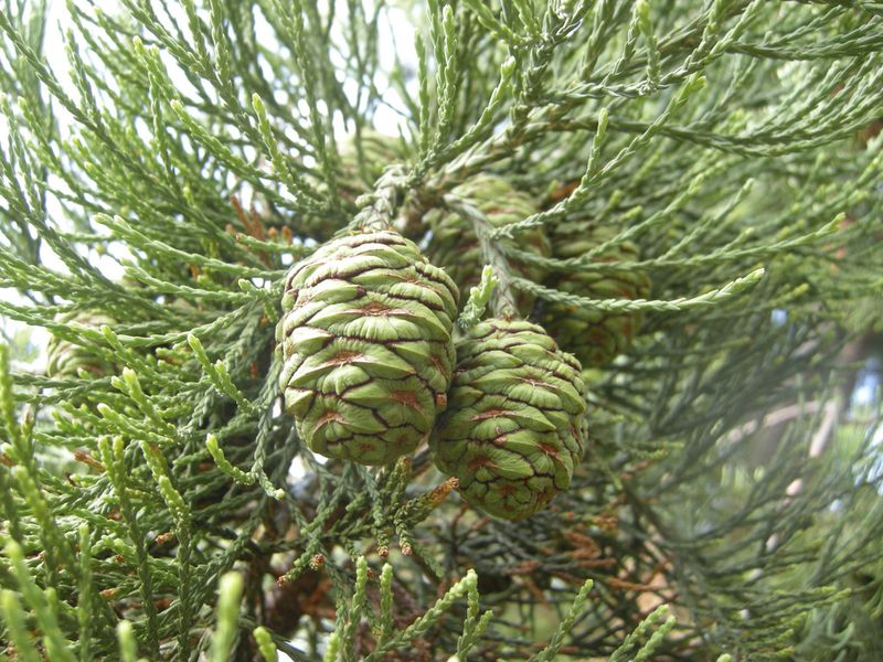 Секвойядендрон гигантский семена (50 шт) мамонтово дерево (Sequoiadendron giganteum) RS-00309 фото
