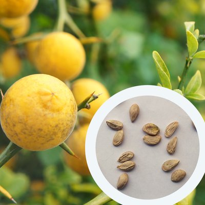 Понцирус лимон семена (20 шт) трифолиат (Poncirus trifoliata) японский апельсин дикий морозостойкий RS-00312 фото
