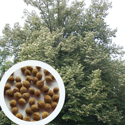 Липа срібляста насіння (10 шт) пухнаста повстяна угорська (Tilia tomentosa) медонос RS-01299 фото