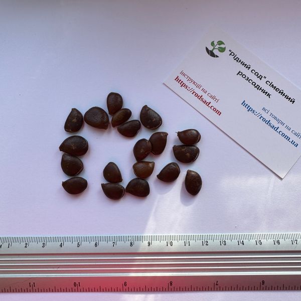 Хурма Нікітська бордова насіння (5 шт) самоплідна морозостійка RS-02192 фото