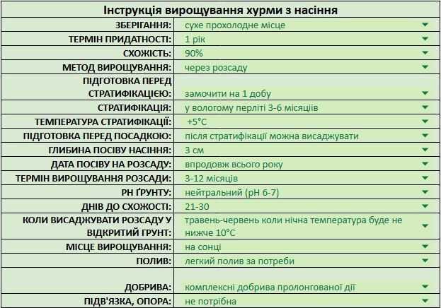 Хурма Нікітська бордова насіння (5 шт) самоплідна морозостійка RS-02192 фото